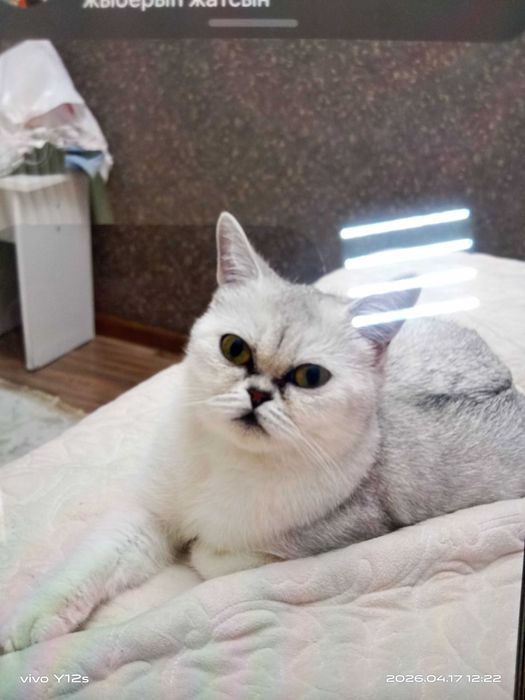 Продам кошку породистая