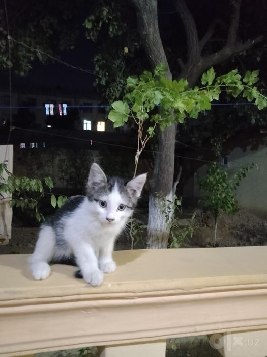 Котята, самцы, 3 шт