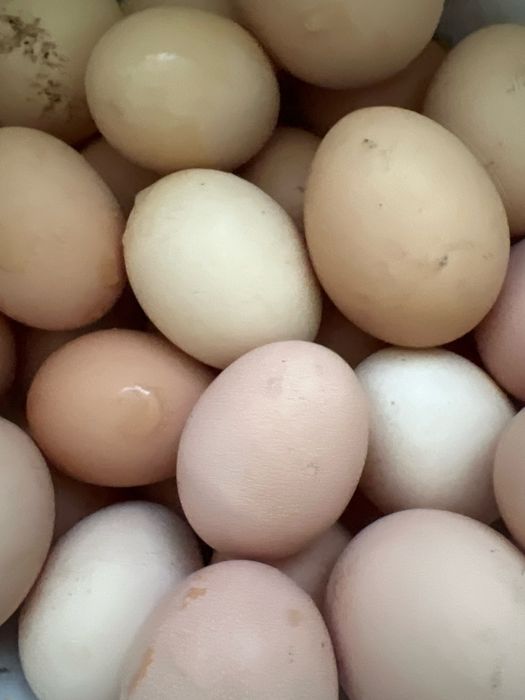 яйцо инкубационное