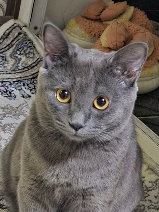 Vyazka qoʻshishga scottish straight bepul