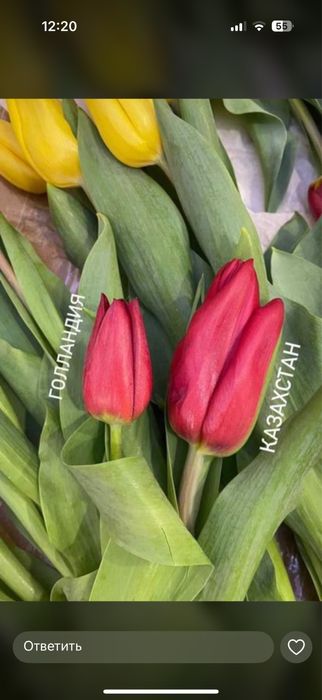 Тюльпан крупный отборный