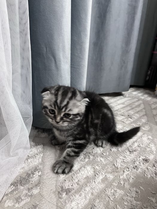 Продам котенка