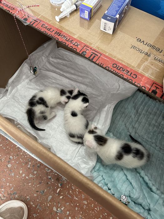 СРОЧНО!! Котята в хорошие руки!