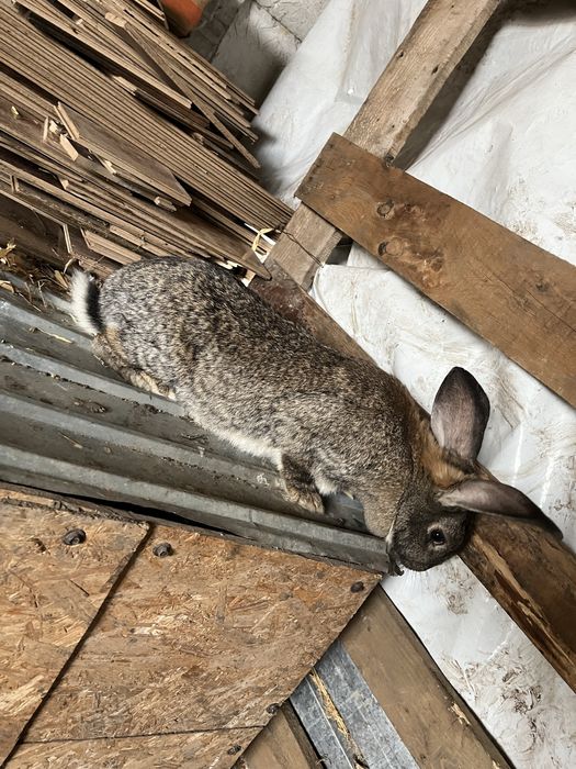 Femela urias german cu pui