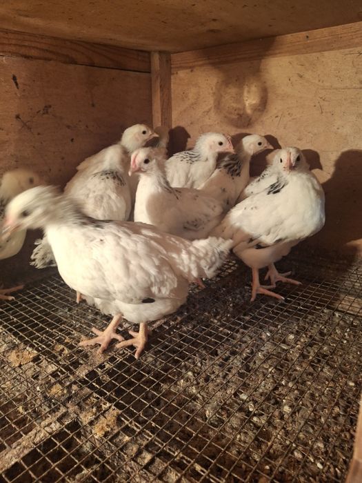 Адлерский балапан сатылады.