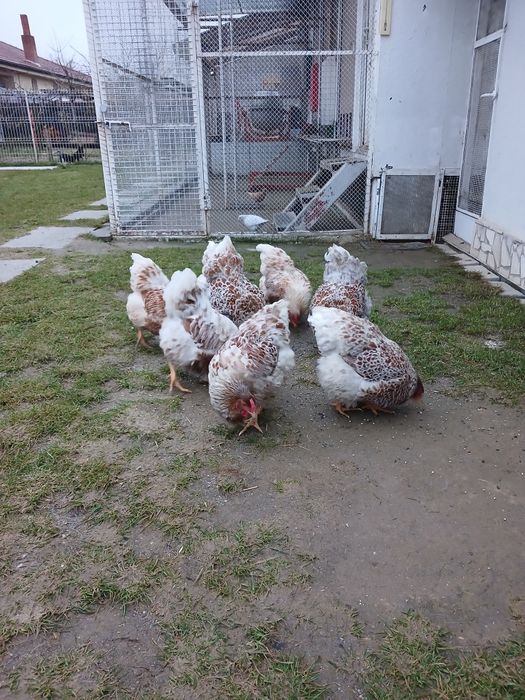 De vanzare gaini wyandotte