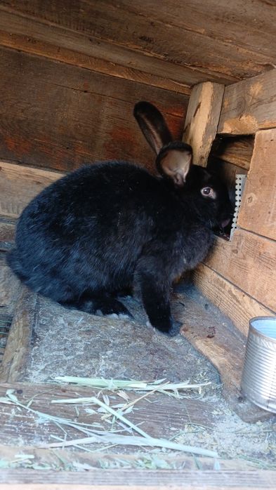 Продаются Кролики