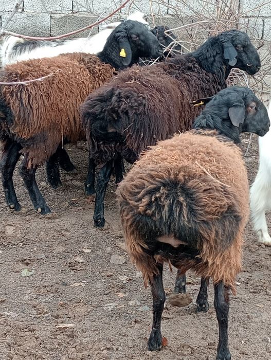 Бараны кой кошкар