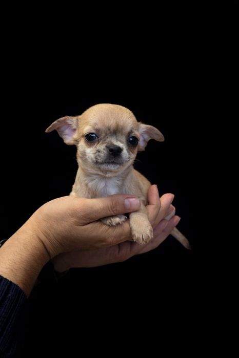 Красивые малыши Чихуахуа