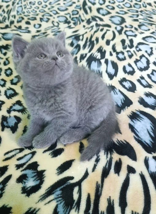 Продаются шикарные котята! Три девочки британочки.