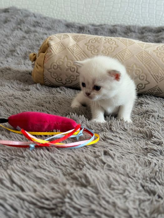 Шиншиловый окрас котята
