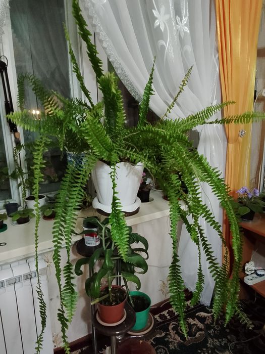 Продаю комнатный папоротник