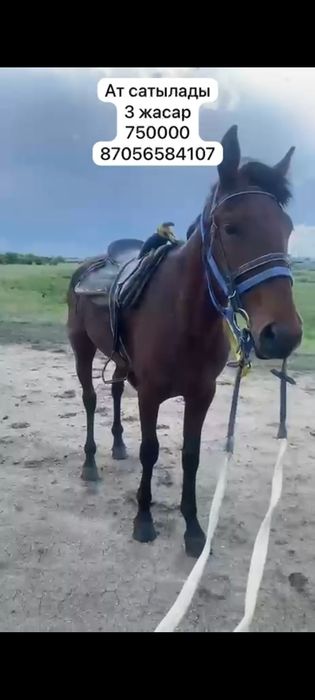 Ат сатылады жуас міңгі кр.ярда тұр