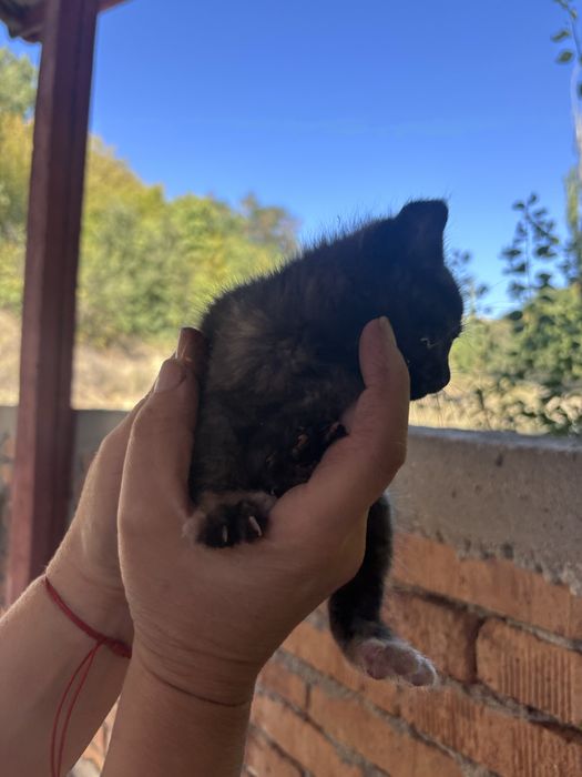 котета на един месец