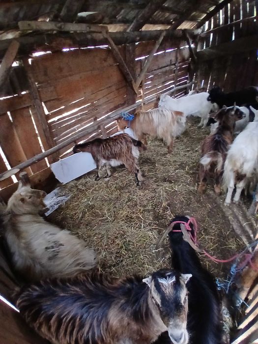 Vand 11 capre si un țap toate sunt tinere prima si a două fătare