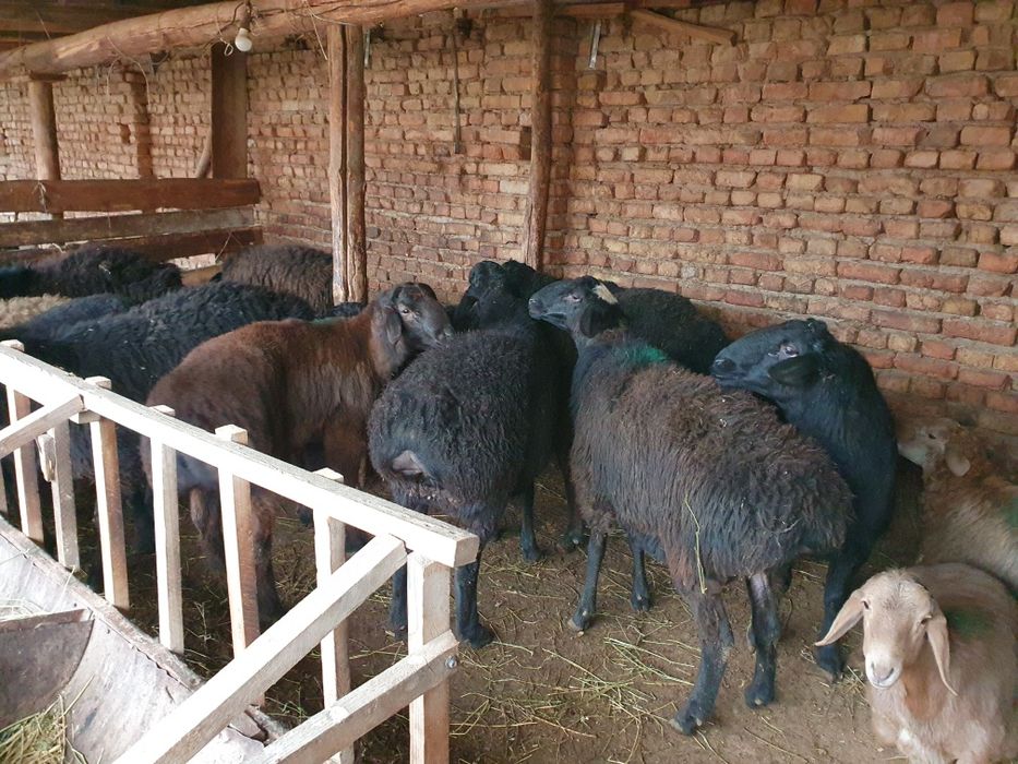 Husori Qo'yla  20 dona  12 oyli