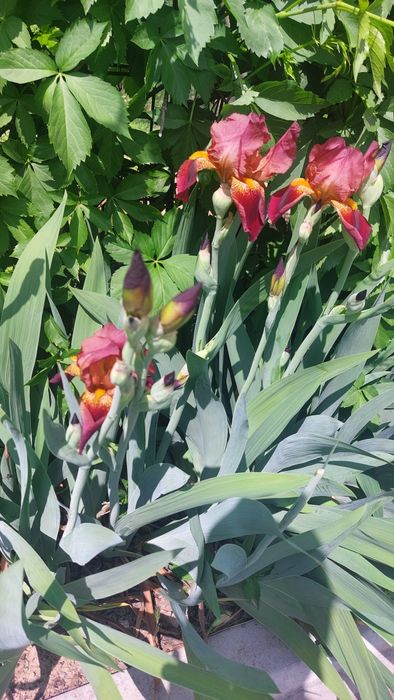 Продаётся  саженцы