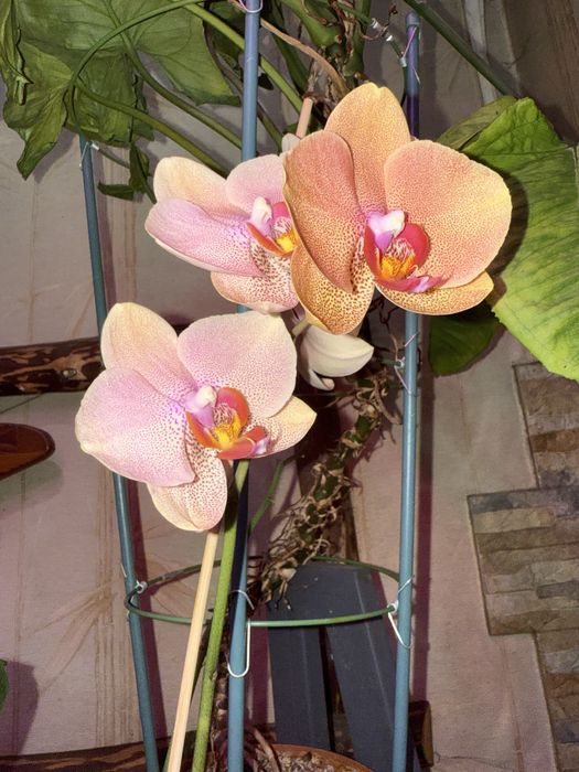 Продаю орхидеи, цветы комнатные