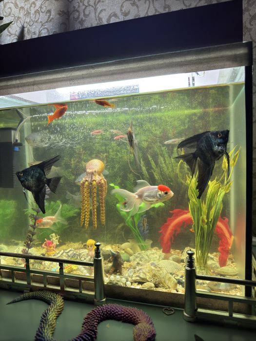 Аквариум с рыбками 60л