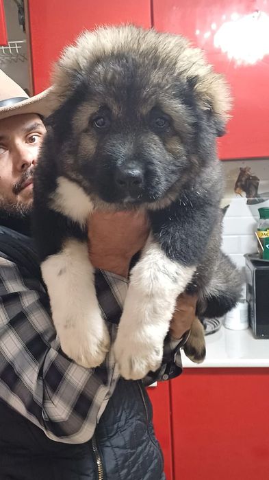 Щенки на любой вкус