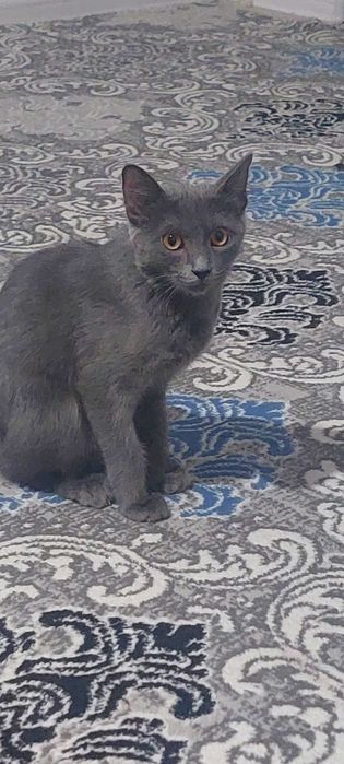 Zotdor mushuk sotiladi