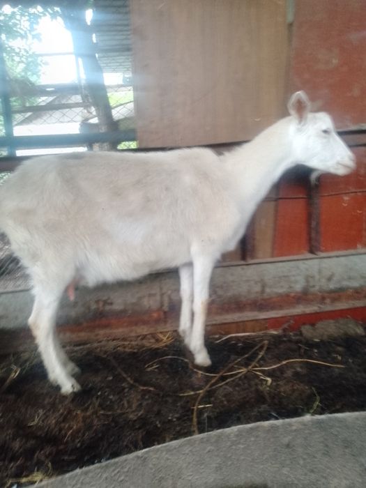 Дойные козы продам