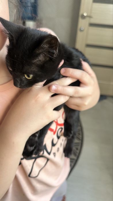 Отдам котят,черный мальчик,сервя девочка.
