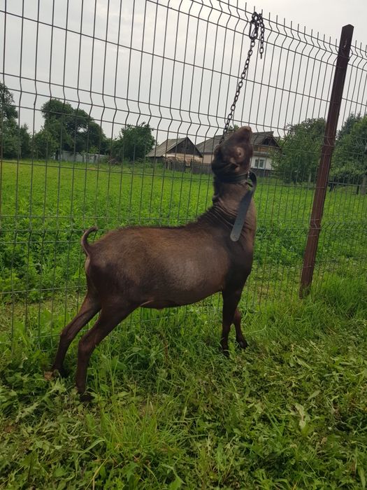 Murciano Granadina mascul de 2 ani, genetică de Excepție!