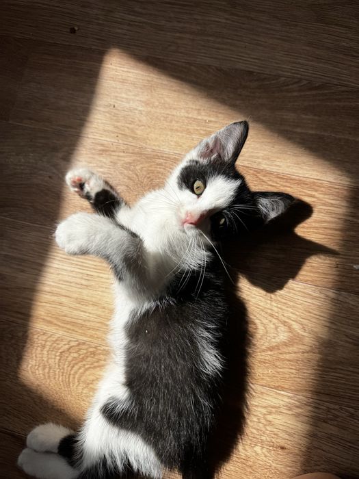 Активный котенок