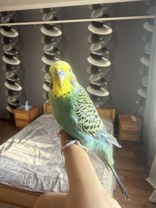 Продам ручных ласковых попугаев