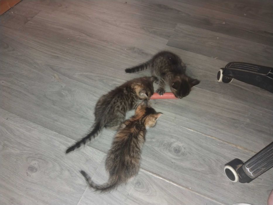 Котята помесь мей Кун с шотландцем