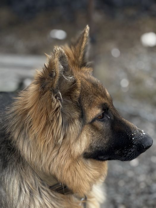 Немецки овчарка длиношорстный