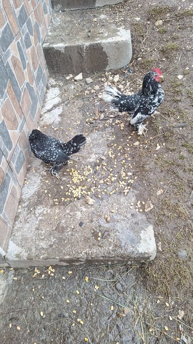 Pereche mii de flori