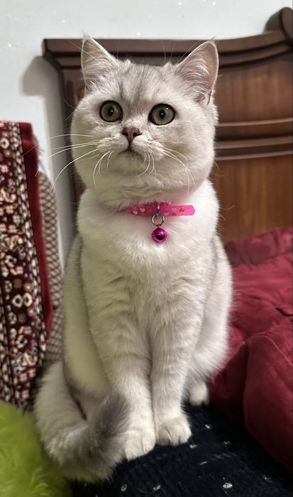 Продается кошка Серебристая шиншилла