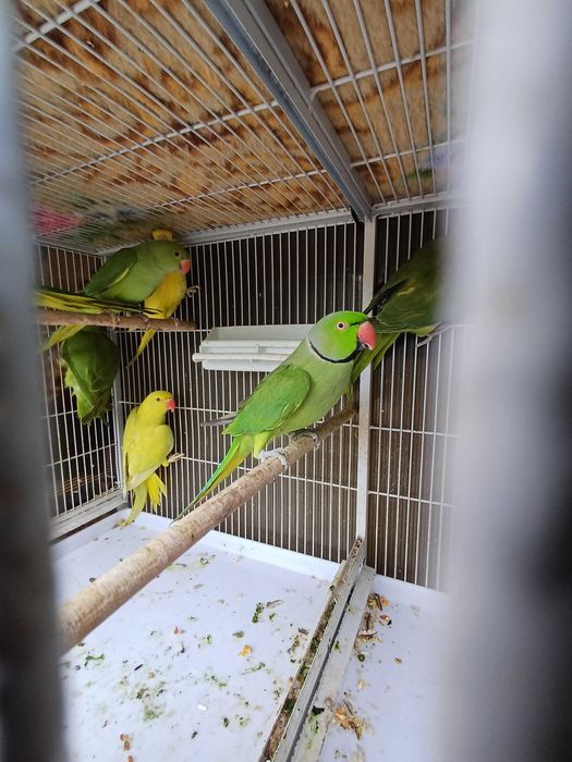 Vând perusi pui,maturi cântatori nimfe kakariki rosella  turturele .