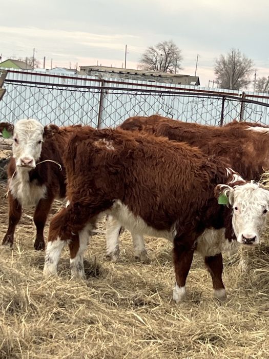 Баспак сатылады 8