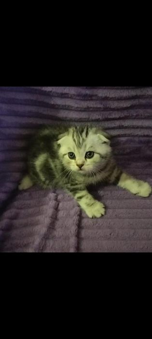 Вязка. Котик ждёт невесту.