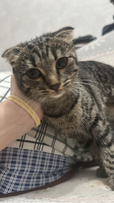 Котенок в добрые руки