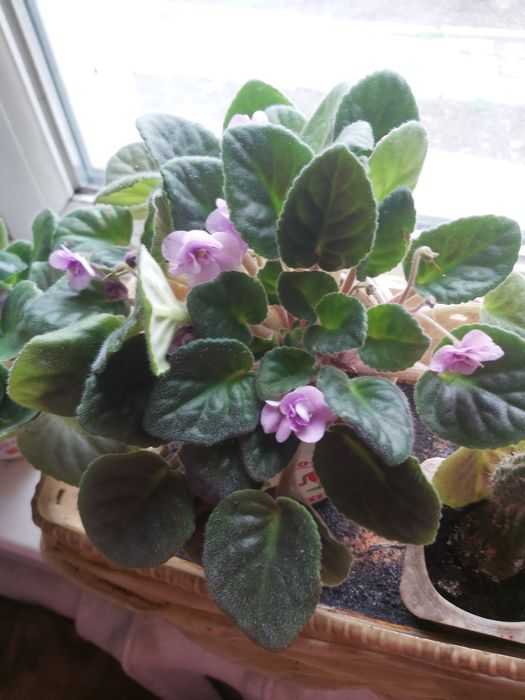 Продам Комнатные цветы