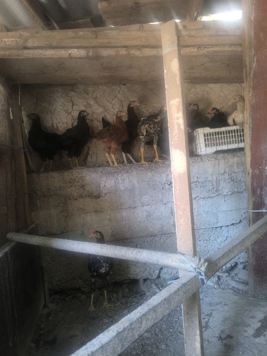 Joʻja xoʻroz va tovuqlar