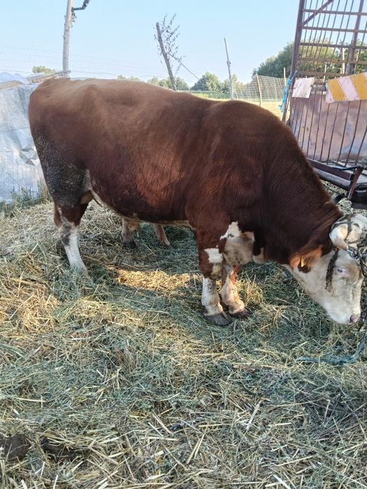 Vând taur de monta sau sacrificat