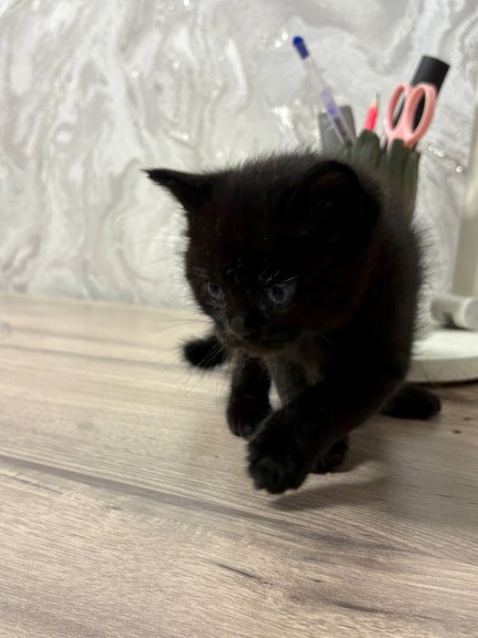 Скоттиш Страйт Scottish straight