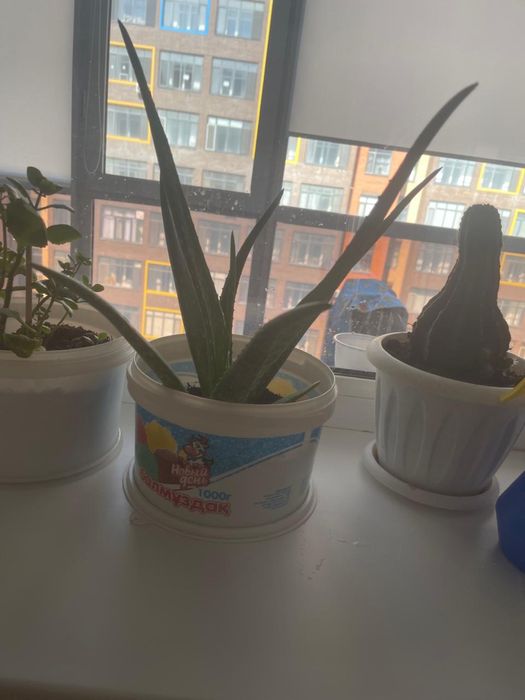 Цветы комнатные, разные