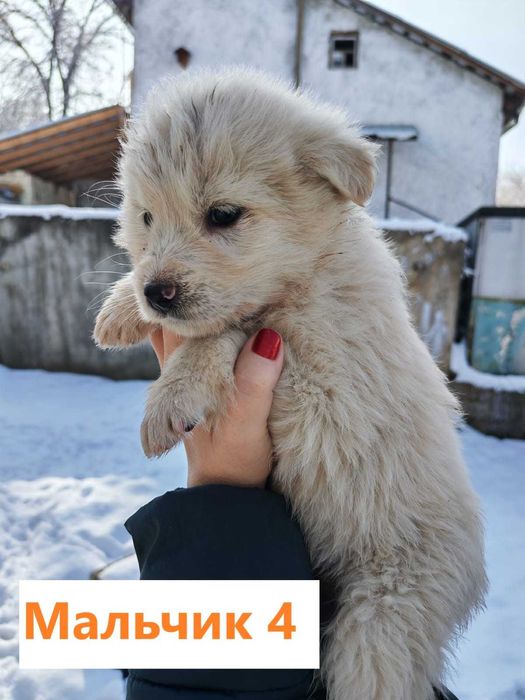 Щенки в добрые руки