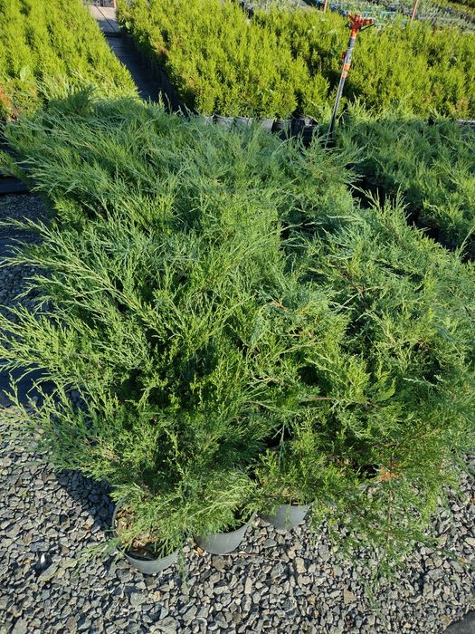 Producator vand Danica glob