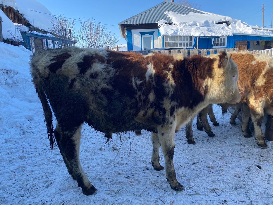 Продам быков стоят на откорме