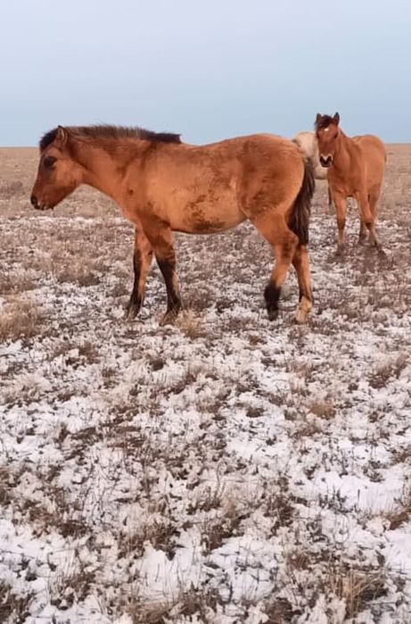 Жабағы Жабағы оптом продам.