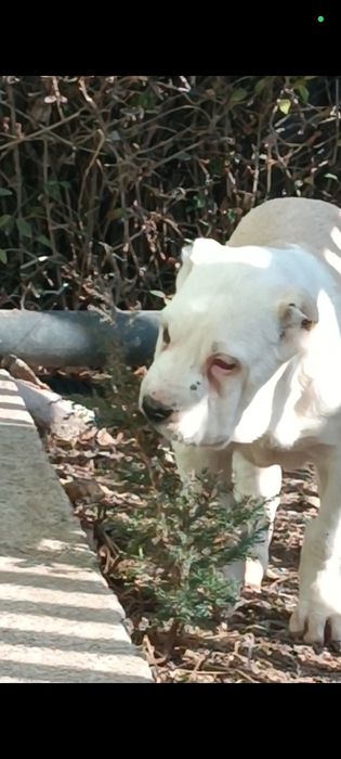 Алабай кабель продается