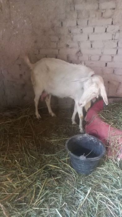 Зотлик Эчки сотилади