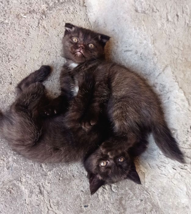 Продам породистых смешанных  котят